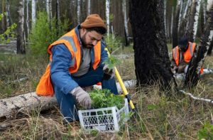 247 emergency tree removal