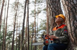 safe tree removal specialists