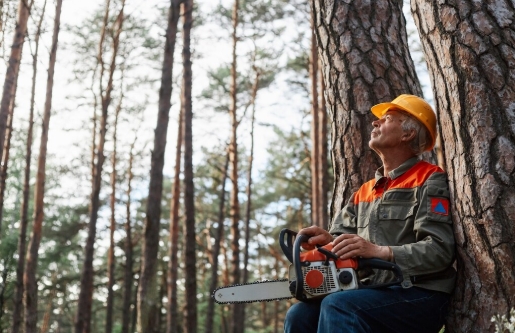 safe tree removal specialists